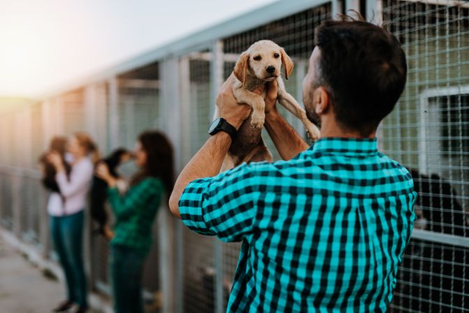 Places To Adopt And Rescue A Dog In Los Angeles