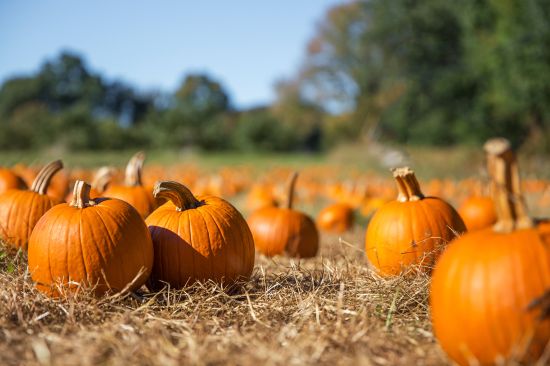 Best Pumpkin Patches In Los Angeles